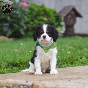 Nash, Cavalier King Charles Spaniel Puppy